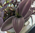 Purple Furry Wandering Jew Cuttings 2" or 4" Pot, Tradescantia zebrina, Indoor Easy Care Plant