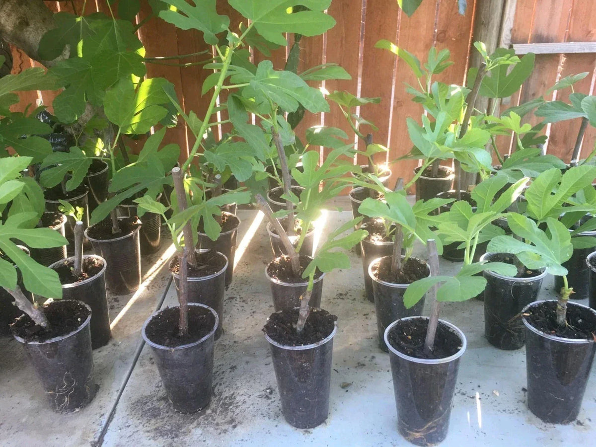 Fig Tree Plant - Violette de Bordeaux - Edible Figs - Live Ficus carica - Indoor/Outdoor Gardening Starter Plug