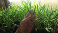 Live Cooper's Ice Plant Cuttings - 7 Coastal Pig Face Succulents, 3-4 Inches Tall, Delosperma cooperi, Drought-Tolerant Ground Cover