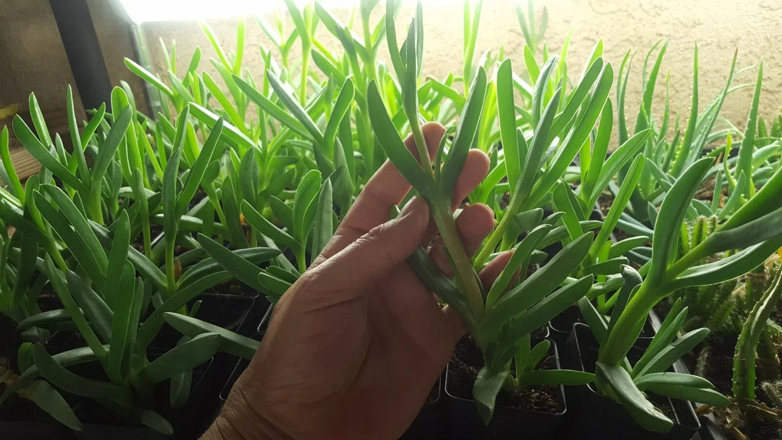 Live Cooper's Ice Plant Cuttings - 7 Coastal Pig Face Succulents, 3-4 Inches Tall, Delosperma cooperi, Drought-Tolerant Ground Cover