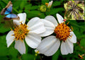 Spanish Needle Seeds - 150+ Pack - Biden alba, Yellow Blooms, Wildflower, Annual, Drought-Tolerant, Pollinator-Friendly
