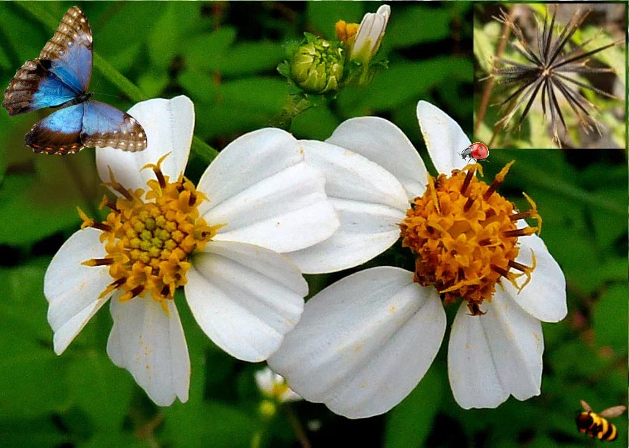 Spanish Needle Seeds - 150+ Pack - Biden alba, Yellow Blooms, Wildflower, Annual, Drought-Tolerant, Pollinator-Friendly