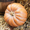 Heirloom Fairytale Pumpkin Seeds - Non-GMO Winter Squash - Cucurbita maxima - Ribbed, Deep Orange, Decorative & Cooking