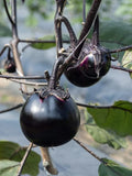 Kamo Eggplant Seeds - 50 Count, Round Black, Ornamental & Edible Solanum melongena