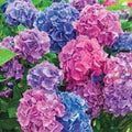 Hydrangea macrophylla Seeds - 5 Perennial Flower Seeds for Garden, Blue & Pink Blooms, Easy to Grow