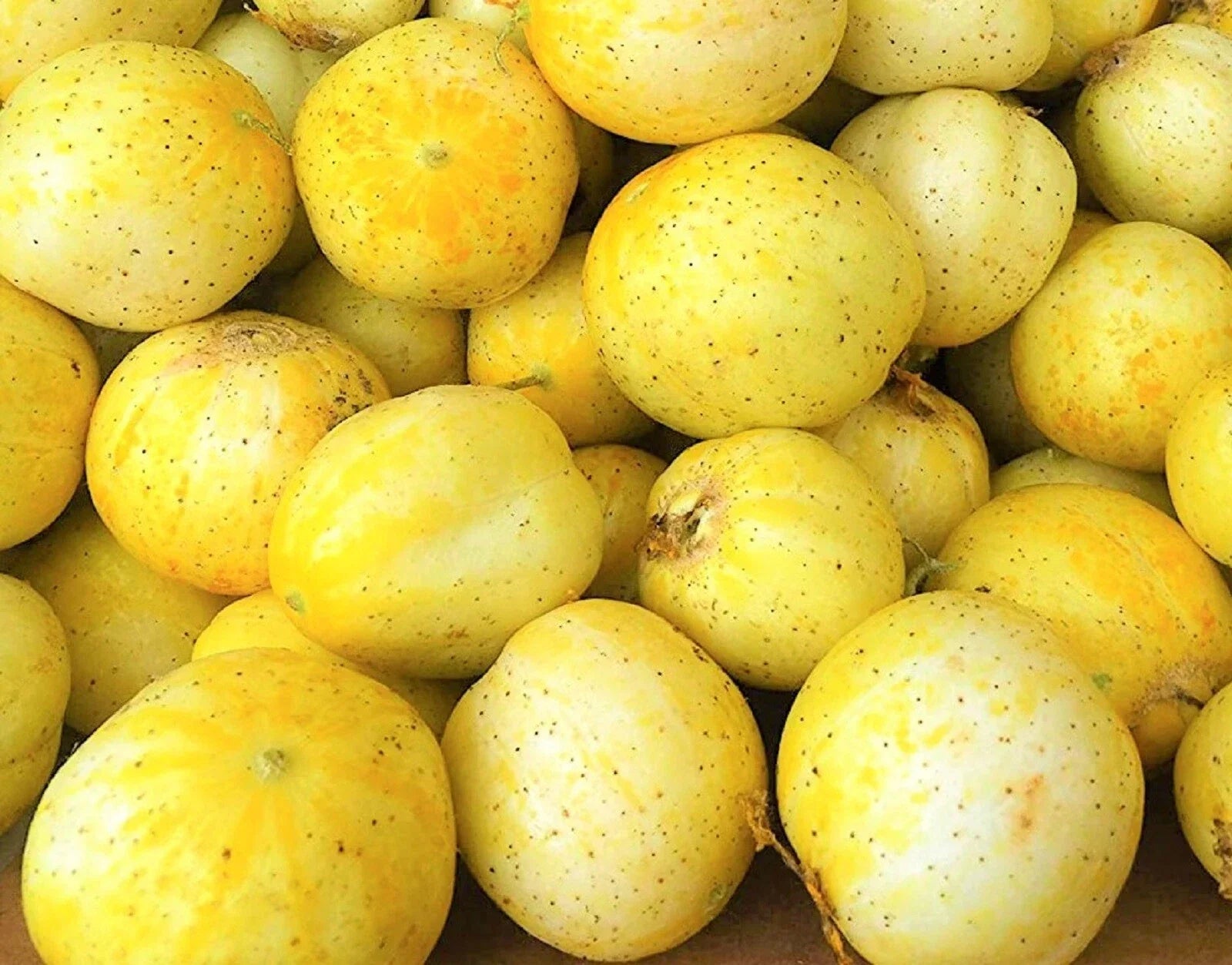 Lemon Cucumber Seeds - 40 Non-GMO Cucumis sativus Heirloom for Home Gardening, Vining, Full Sun