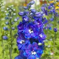 Delphinium Seeds - 200+ Guardian Blue Perennial Flower Seeds for Garden, Delphinium elatum, Vibrant Blue Blooms