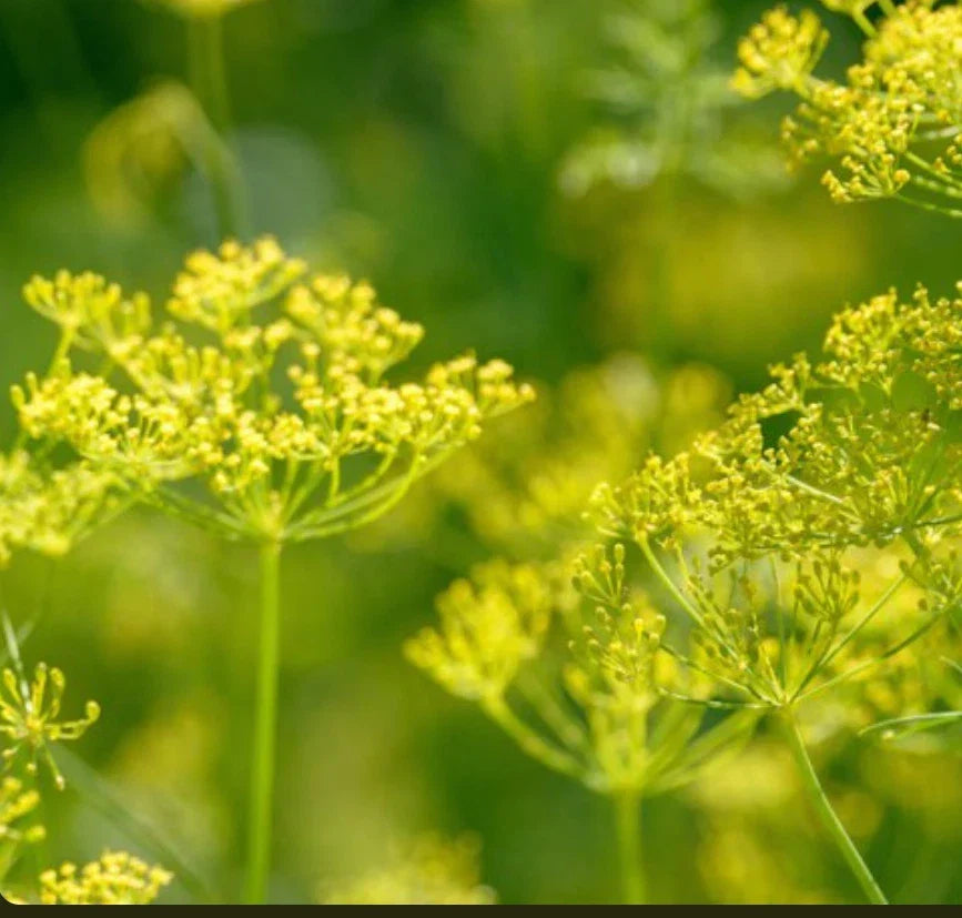 Bouquet Dill Seeds – Non-GMO Heirloom Anethum graveolens Herb Seeds for Cooking & Gardening