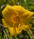 Daylily Seeds - Happy Returns Variety - Hemerocallis - Vibrant Yellow Blooms, Perennial, Drought Tolerant, Garden, Container Plant