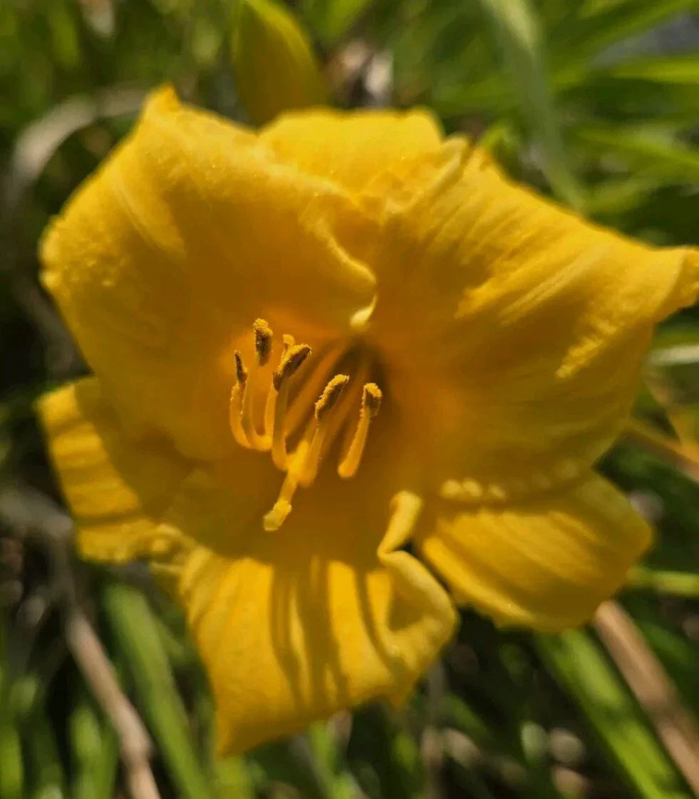 Daylily Seeds - Happy Returns Variety - Hemerocallis - Vibrant Yellow Blooms, Perennial, Drought Tolerant, Garden, Container Plant