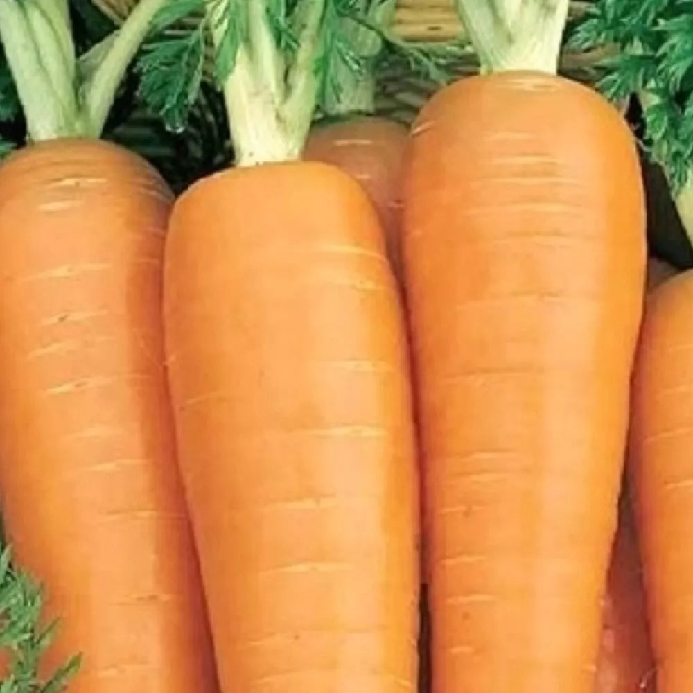 Danvers 126 Carrot Seeds | Heirloom NON-GMO Organic Vegetable Seeds | Daucus carota Root Vegetable for Gardening