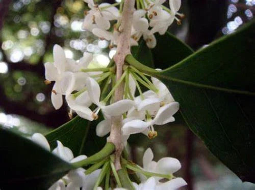 Fragrant Tea Olive Starter Plant in 4-Inch Pot | Osmanthus fragrans Aromatic Shrub for Garden or Landscape