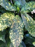 Gold Dust Aucuba Shrub Cuttings - 5 Pieces 6" Rooting Cuttings - Aucuba japonica