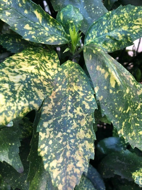 Gold Dust Aucuba Shrub Cuttings - 5 Pieces 6" Rooting Cuttings - Aucuba japonica