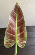 Philodendron Subhastatum Rooted Cutting - Rare Tropical Indoor Plant