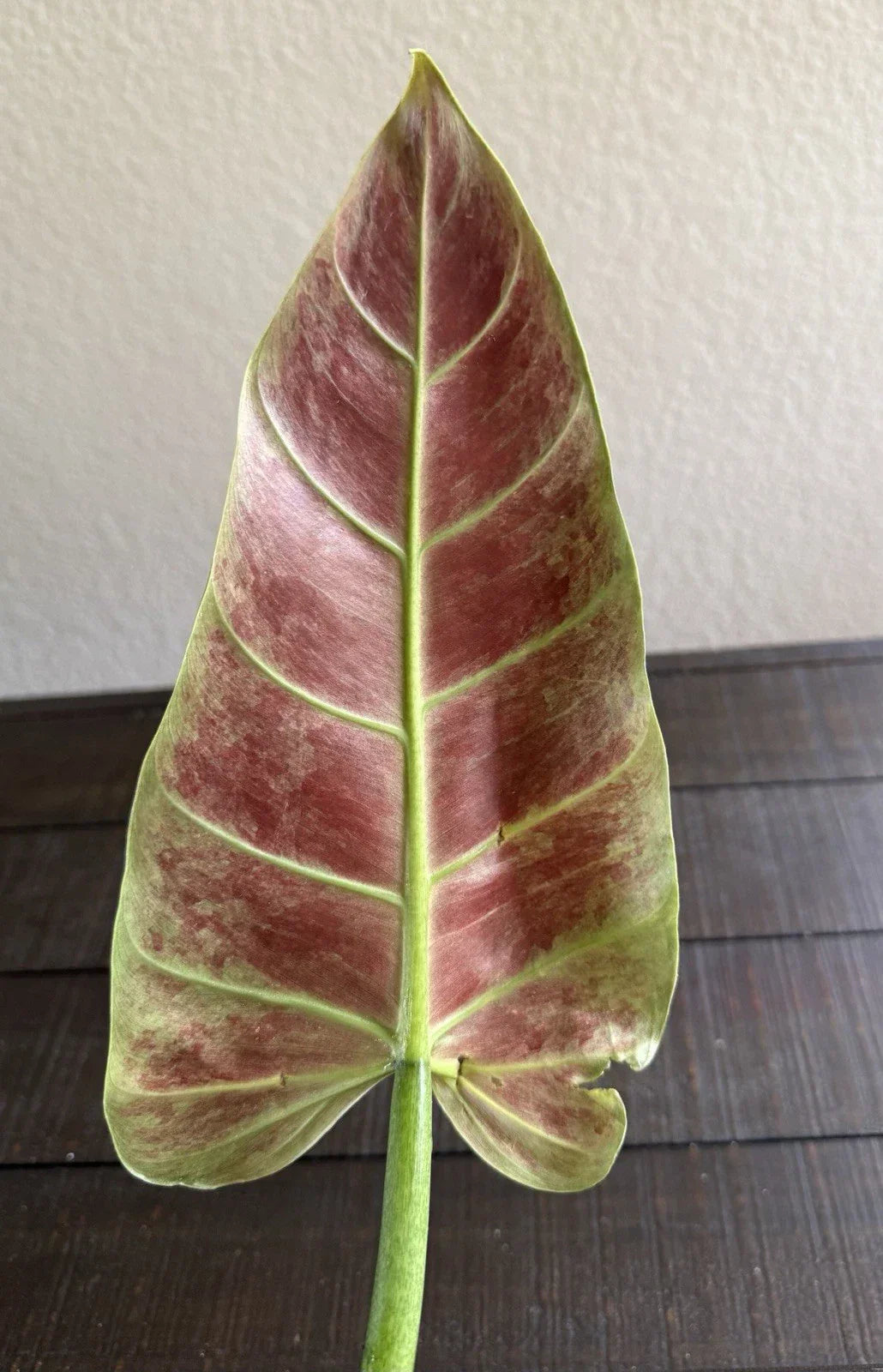 Philodendron Subhastatum Rooted Cutting - Rare Tropical Indoor Plant
