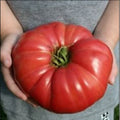 Giant Heirloom Tomato Seeds, Bulk 30-4000 Count, Solanum lycopersicum, World Record Size, Delicious Flavor, Heirloom Variety