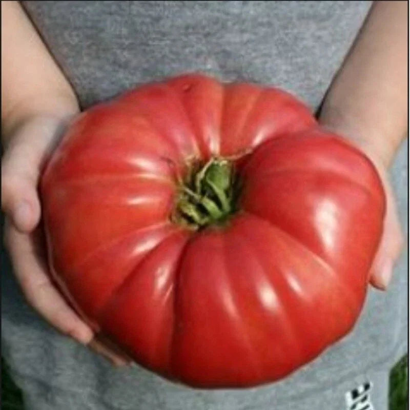 Giant Heirloom Tomato Seeds, Bulk 30-4000 Count, Solanum lycopersicum, World Record Size, Delicious Flavor, Heirloom Variety