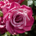 Heirloom Hybrid Tea Rose Cuttings 4 Stems 5-8 Inches Mauve Rosa hybrida Unrooted Fresh Garden Roses