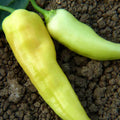 Sweet Banana Pepper Seeds - 4 oz Sealed Bag, Capsicum annuum, Heirloom, Non-GMO, Home Garden, Edible Peppers