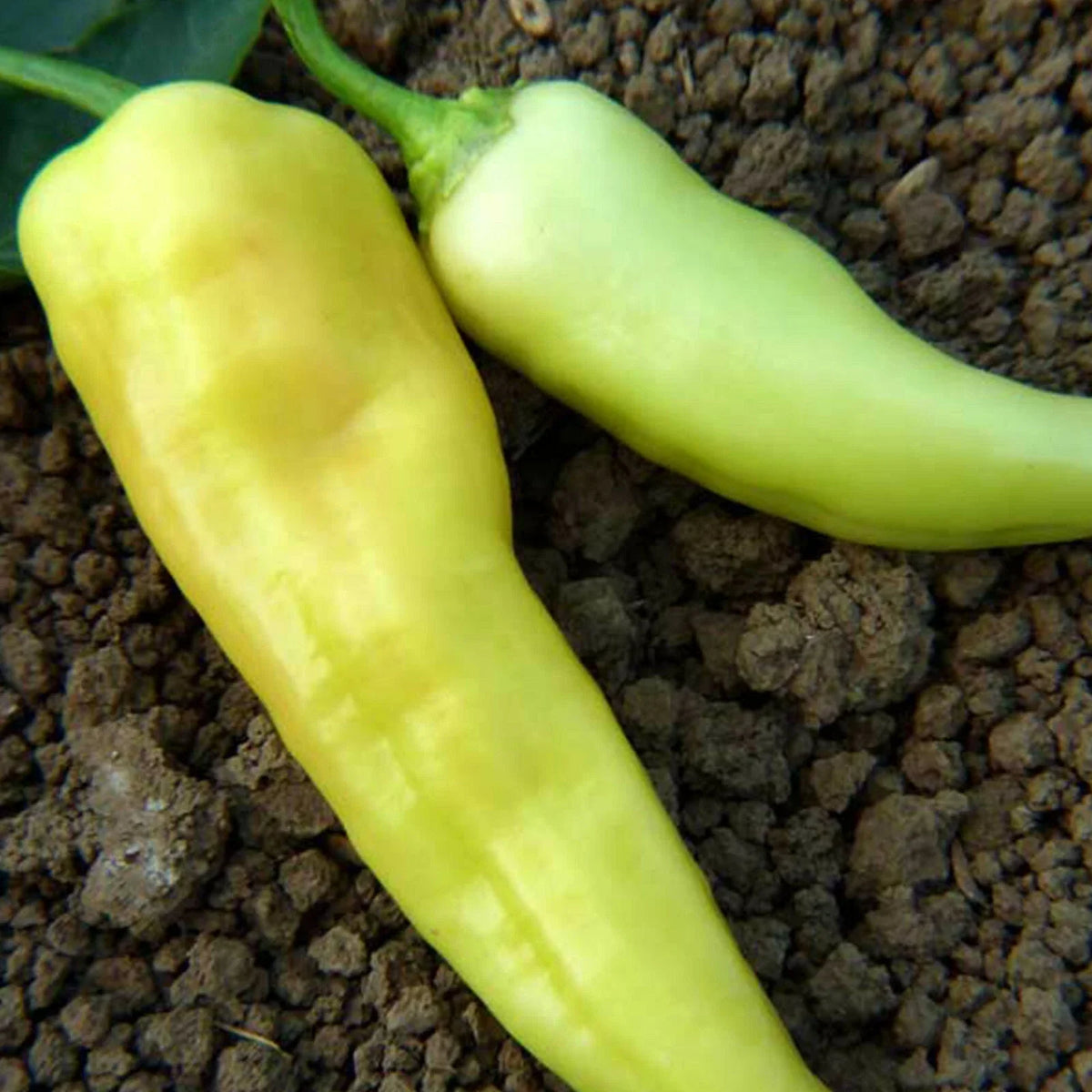 Sweet Banana Pepper Seeds - 4 oz Sealed Bag, Capsicum annuum, Heirloom, Non-GMO, Home Garden, Edible Peppers