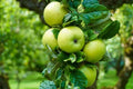 Apple Tree Bare Root 16+ Inches Rhode Island Greening Malus domestica for Baking & Juicy Green Apples
