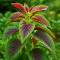 Red Amaranth Seeds - 100+ Stripe Leaf Chinese Spinach Yin Cho - Amaranthus tricolor Vegetable Garden Seeds