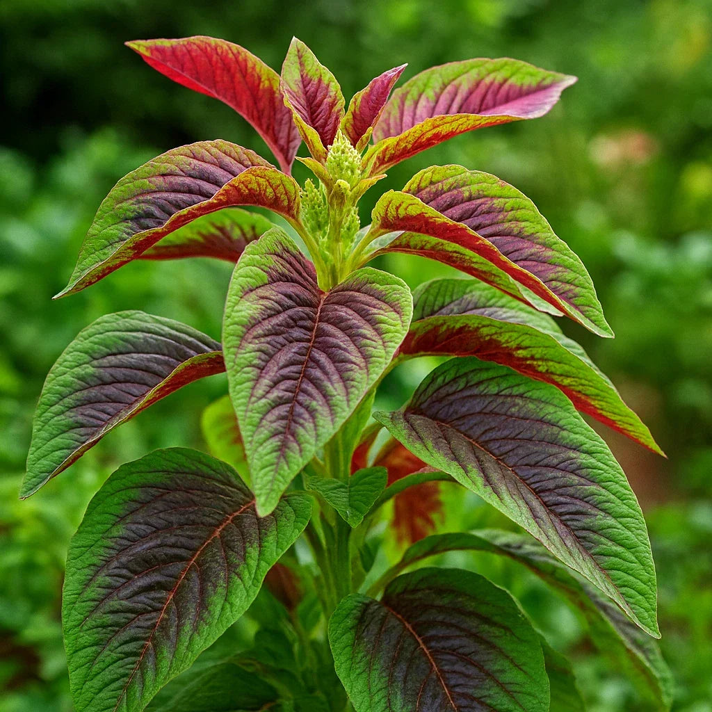 Red Amaranth Seeds - 100+ Stripe Leaf Chinese Spinach Yin Cho - Amaranthus tricolor Vegetable Garden Seeds