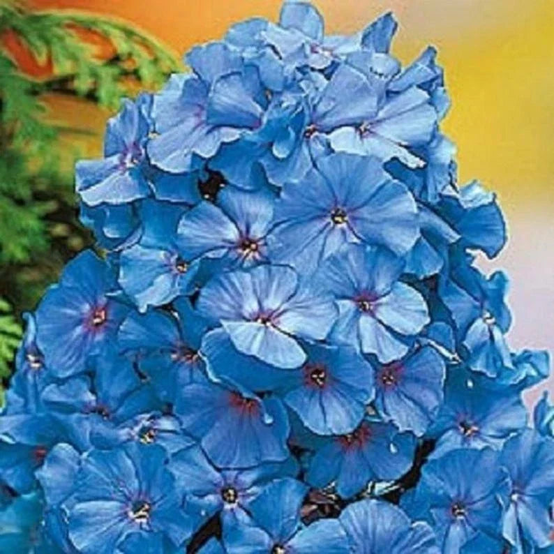 Light Blue Phlox Seeds - Perennial Flower Seeds for Butterfly Gardens - Phlox paniculata - 50 Pack