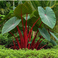 Hawaiian Punch Elephant Ear Plant - Small Rooted Starter - Colocasia esculenta - Tropical Indoor & Outdoor Foliage
