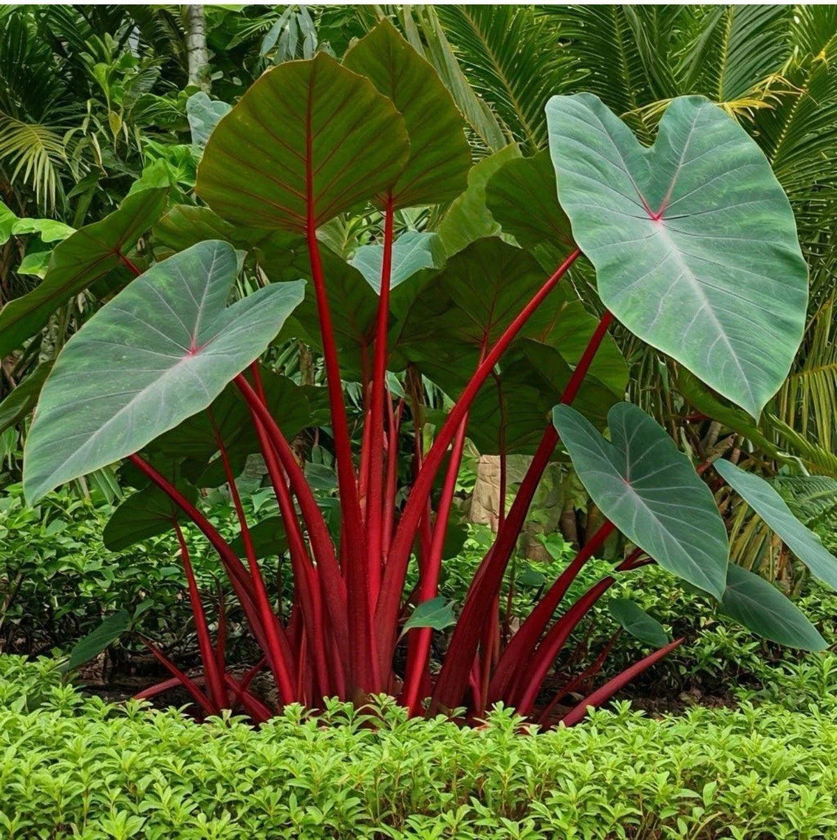 Hawaiian Punch Elephant Ear Plant - Small Rooted Starter - Colocasia esculenta - Tropical Indoor & Outdoor Foliage