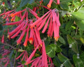 Native Coral Honeysuckle Live Starter Plant - Lonicera sempervirens 'Honey Coral' with Bright Coral Flowers