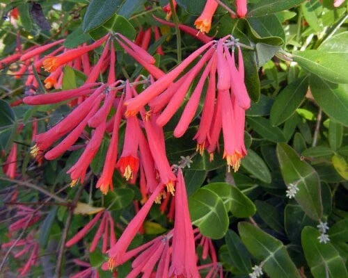Native Coral Honeysuckle Live Starter Plant - Lonicera sempervirens 'Honey Coral' with Bright Coral Flowers
