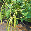 Mississippi Cream Pea Seeds – Organic Field Peas for Garden, High Yield, Disease Resistant, Vigna unguiculata, Climbing Vine