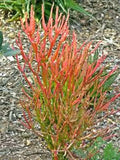 15 Firestick Pencil Euphorbia Tirucalli Succulent Cuttings - Thornless, Drought-Tolerant Indoor & Outdoor Plants