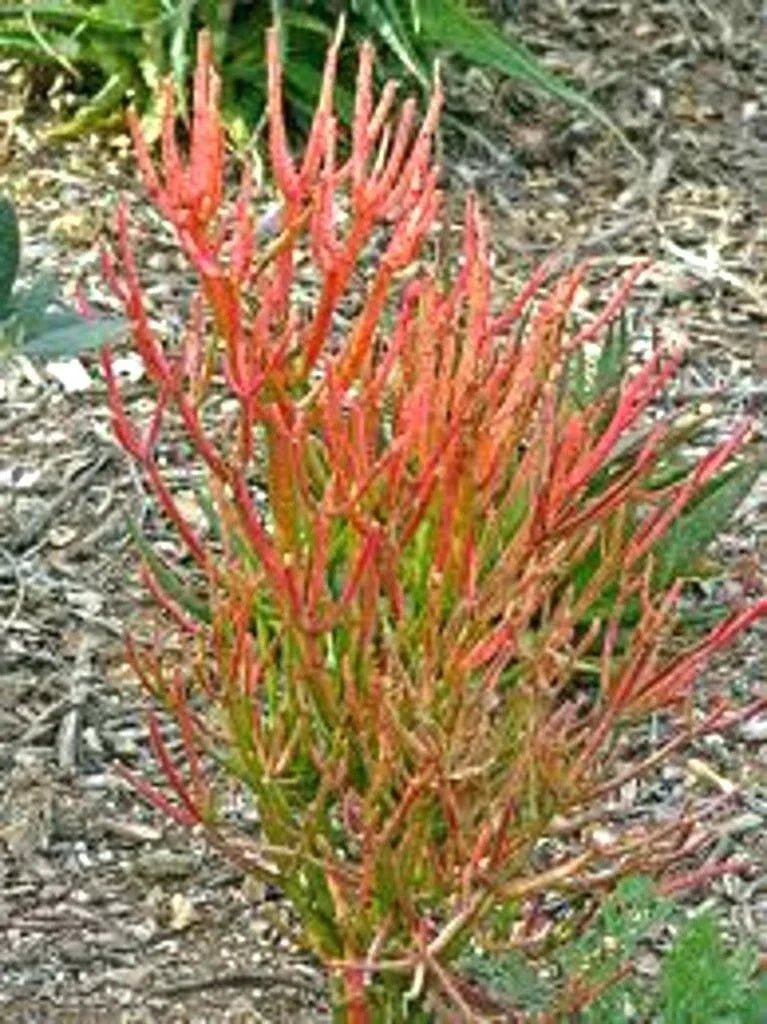 15 Firestick Pencil Euphorbia Tirucalli Succulent Cuttings - Thornless, Drought-Tolerant Indoor & Outdoor Plants