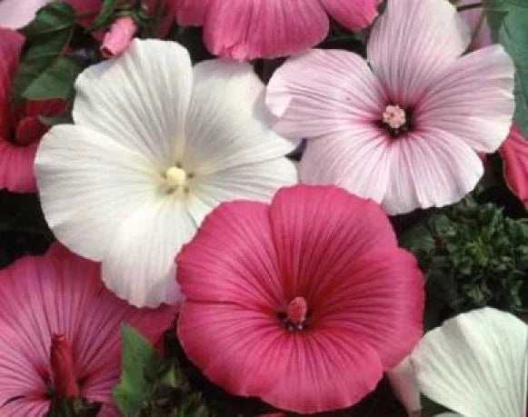 Rose Mallow Seeds Mix - 25 Pink & White Hibiscus moscheutos Flower Seeds for Garden, Border, Container Planting