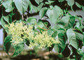 Japanese Tree Lilac Seeds, Syringa reticulata, Fragrant Ornamental Tree for Gardens and Landscaping, 25 Pack