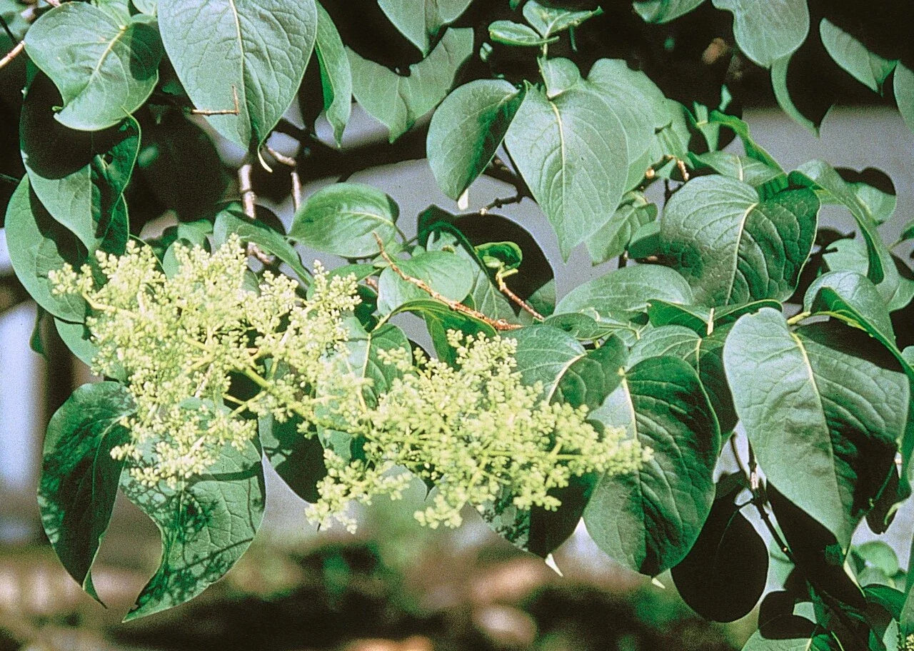 Japanese Tree Lilac Seeds, Syringa reticulata, Fragrant Ornamental Tree for Gardens and Landscaping, 25 Pack