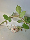 Hoya Dapple Grey Cuttings – Variegated Hoya kerrii Propagation Plant – 3 Healthy Clippings for Indoor Gardening