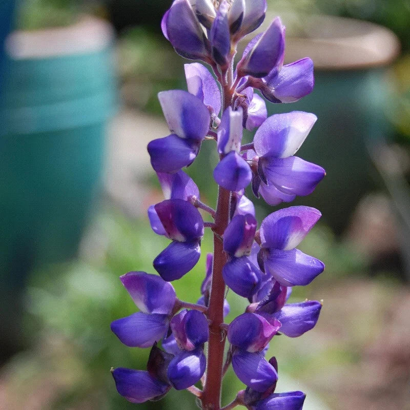 Lupine Flower Seeds - Arroyo Lupine (Lupinus succulentus) Non-GMO, Drought-Tolerant