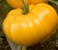 Yellow Brandywine Tomato Seeds - Large Heirloom Slicer Variety, Solanum lycopersicum, 15 Packets
