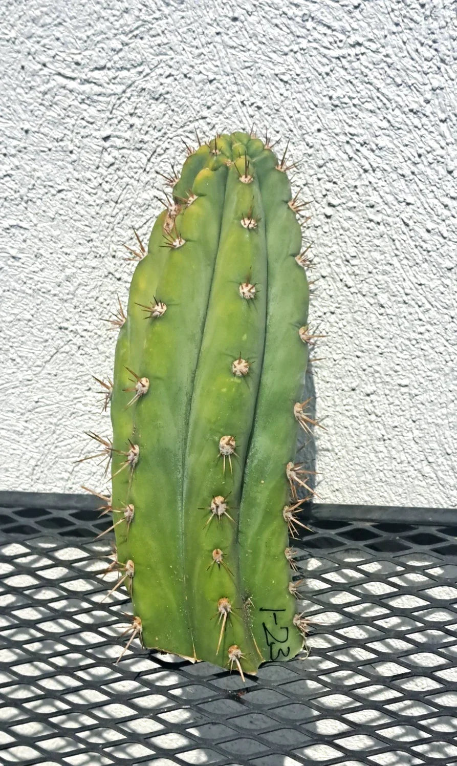 Cereus Dave Turner Cactus Cutting - Succulent Plant - Unique Cereus peruvianus Variety for Indoor & Outdoor Gardening