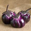 Barbarella Eggplant Seeds - 50 Non-GMO Exotic Solanum melongena for Garden, Container, or Backyard Cultivation