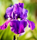 Purple Bearded Iris Bulbs - 3 Assorted Rhizomes for Garden, Iris germanica, Live Plant, Flowering Bulbs, Perennial, Easy to Grow