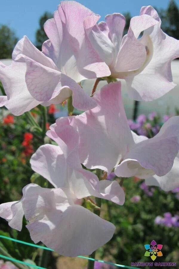 Deborah Devonshire Sweet Pea Seeds - Heirloom Lathyrus odoratus, Fragrant Climbing Flower Pack of 50 Seeds