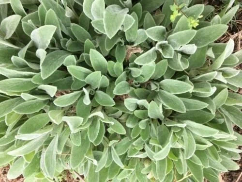 Lambs' Ear Bare Root Plants - 8-12 Pack - Soft Gray Foliage - Drought Tolerant Ground Cover - Stachys byzantina