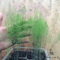 Asparagus Fern Mounding Live Plant 4-Inch Pot, Asparagus densiflorus, Indoor Outdoor Green Foliage
