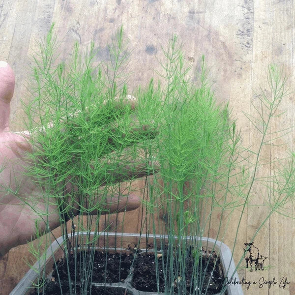 Asparagus Fern Mounding Live Plant 4-Inch Pot, Asparagus densiflorus, Indoor Outdoor Green Foliage