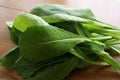 Komatsuna Mustard Seeds – Brassica rapa var. perviridis, Non-GMO Vegetable Garden Seeds, Fast-Growing Leafy Green, 100+ Seeds